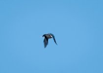 _5DX9083 low res.jpg