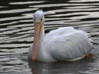 Pelican3.jpg