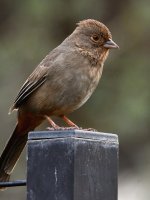 Towhee3.jpg
