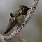 Hummer2.jpg