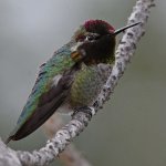 Hummer3.jpg