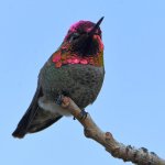 Hummer7.jpg