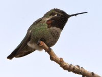 Hummer8.jpg