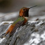 Hummer14.jpg