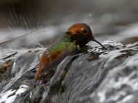 Hummer16.jpg
