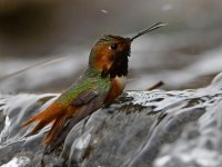 Hummer17.jpg