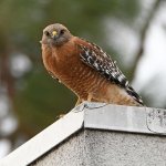Hawk10.jpg