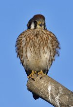 _ROY6581_01.jpg