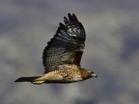 _ROY6801.jpg