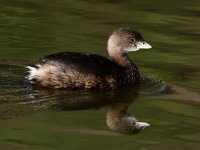 Grebe3.jpg
