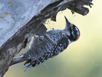 Woodpecker2.jpg
