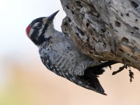 Woodpecker3.jpg