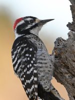 Woodpecker5.jpg