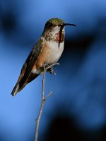 Hummer4.jpg