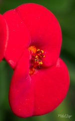 red.jpg