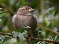 Sparrow2.jpg