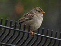 Sparrow5.jpg