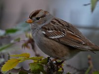 Sparrow16.jpg