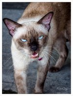 cat-1.jpg
