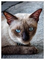 cat-4.jpg
