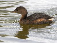 Grebe.jpg