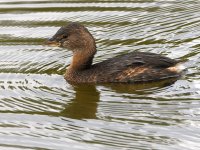 Grebe2.jpg