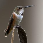Hummer2.jpg