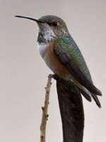 Hummer9.jpg
