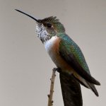 Hummer12.jpg