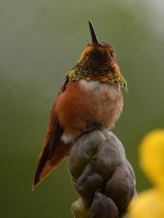 Hummer25.jpg