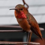 Hummer58.jpg