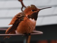 Hummer45.jpg