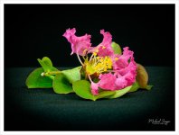 pink-flower-1.jpg