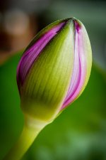 closed-bud-1.jpg