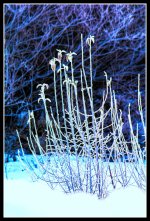 1-DSC_3814-001.jpg