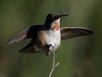 Hummer15.jpg