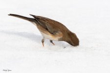 JuncoSnowSeed-77.jpg