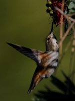 Hummer16.jpg