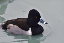 _ROY7314_01.jpg
