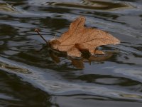 Leaf2.jpg