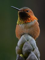 Hummer2.jpg