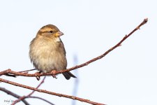 HouseSparrow-80.jpg