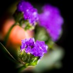 DSC_8622.jpg