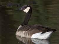 Goose3.jpg