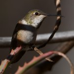 Hummer24.jpg