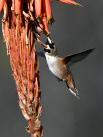 Hummer21.jpg