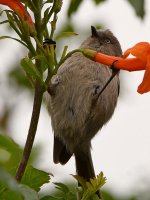 Tit6.jpg