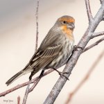 HouseFinch-80.jpg