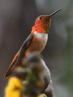 Hummer10.jpg