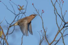RD5_7187-Cedar Waxwing.jpg